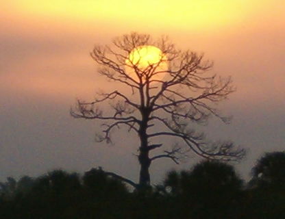 sunset, tranquility, beauty in nature, tranquil scene, branch, silhouette, nature, tree, sky, scenics, growth, bare tree, idyllic, sun, orange color, outdoors, plant, dusk, no people, landscape