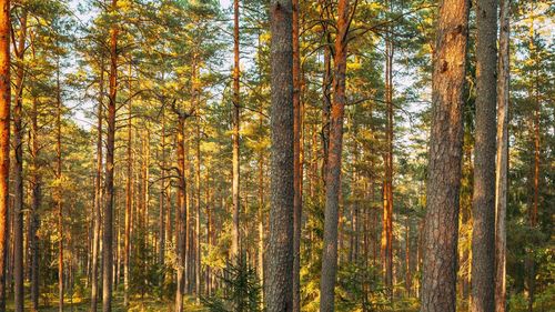 Trees in forest