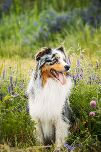 Dog running on field