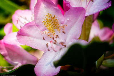 Close-up of pink flower