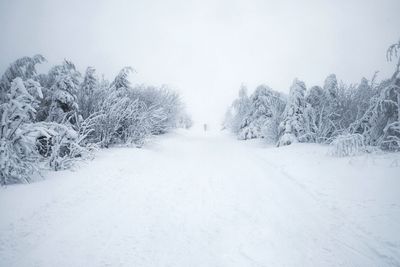 Snow covered trees against sky