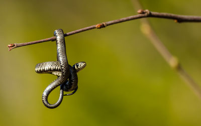 Close-up of a snake on twig