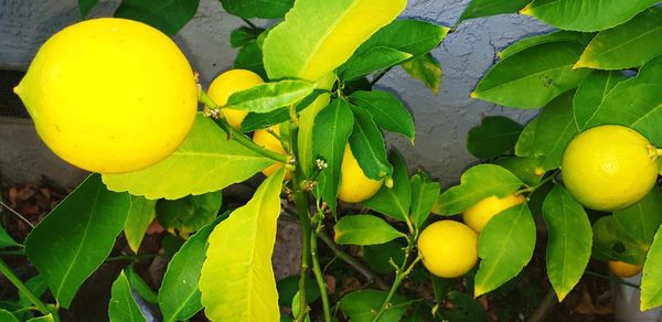 Close-up of fruit growing on tree