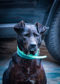 Close-up portrait of dog