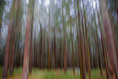 Trees in forest