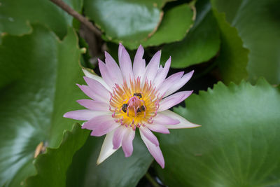 Close-up of lotus water lily blooming outdoors