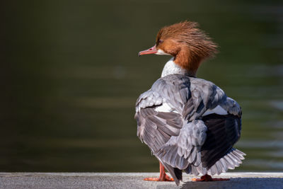 Goosander - merganser resting on a dock