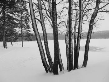 Bare trees on snow covered landscape