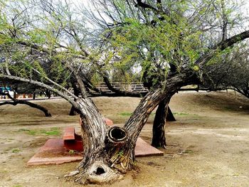 Trees in park