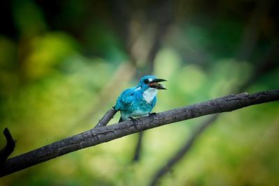 Alcedo coerulescens or the small blue kingfisher, a beautiful bird is perched