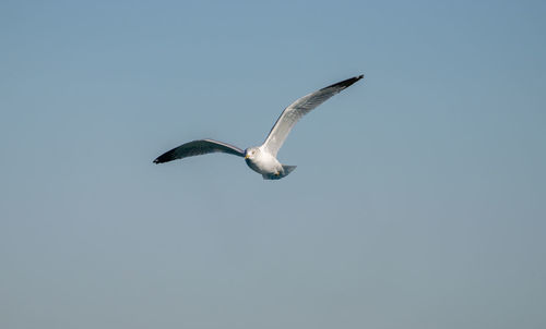 Low angle view of seagull flying
