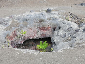 Close-up of plants