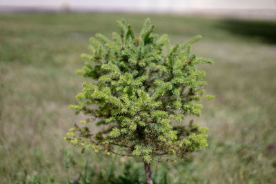 Close-up of plant growing on field