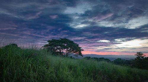 Trees on field against sky during sunset