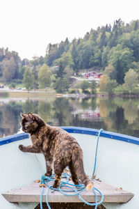 Dog standing on lake