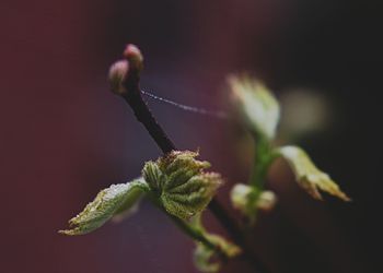 Close-up of flower buds