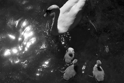 High angle view of swans swimming in lake