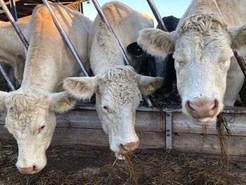 Three white cows at feeding time, eating hay in winter