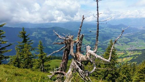 Dead plants on land against sky