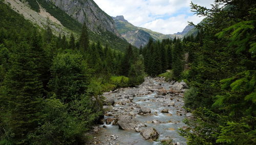 Valley with river waterfall and trees in open nature in lechtal lech austria