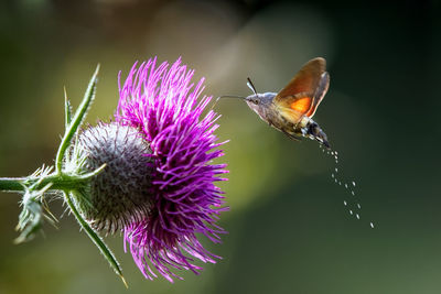 Close-up of butterfly pollinating on purple flower