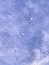 Low angle view of birds flying against sky