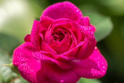 Close-up of wet pink rose