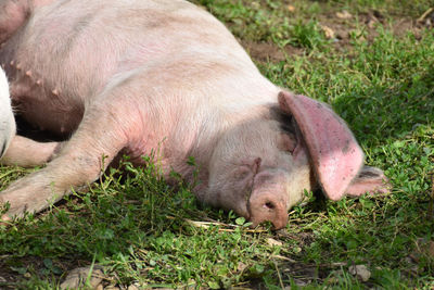 Pig sleeping in a field