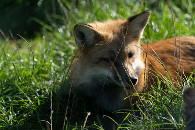 Fox on grassy field