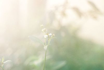 Close-up of flowers