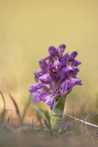 Close-up of purple flowering plant on field