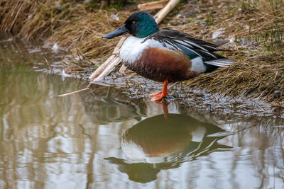 Bird in a lake