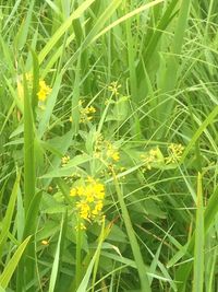 Close-up of plants growing on field