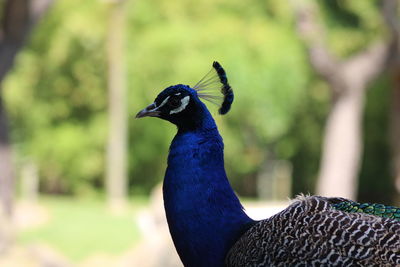 Close-up of a peacock