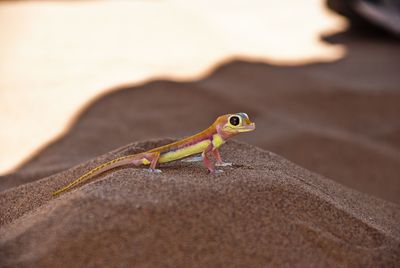 Close-up of lizard on sand