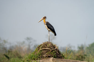 bird