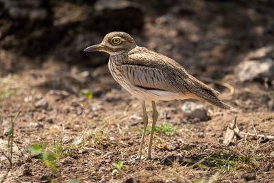 Close-up of bird on field