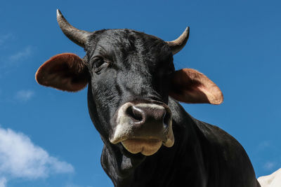 Close-up portrait of cow