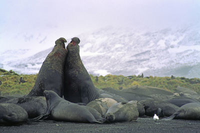 Walruses fighting