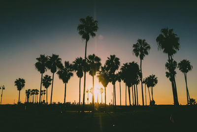 Silhouette of palm trees during sunset