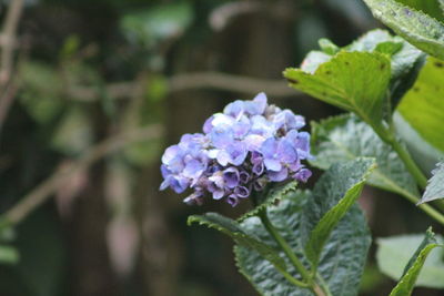 Close-up of purple flowering plant