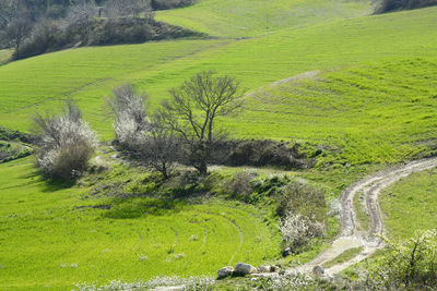 Scenic view of grassy field