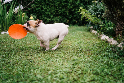 Dog running on grass