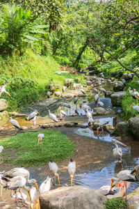 View of birds in park