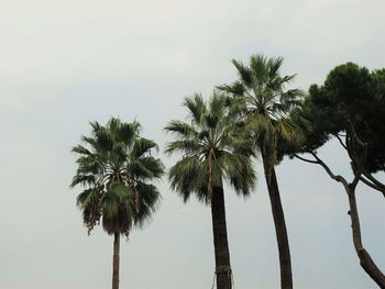 Low angle view of palm trees against sky