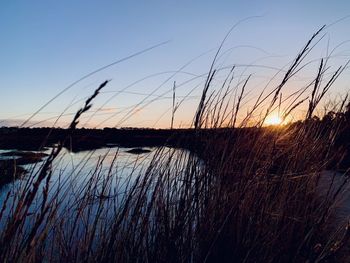 Silhouette plants on land against sky during sunset