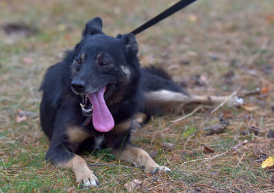 Black dog looking away