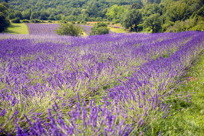 Purple flowering plants on field