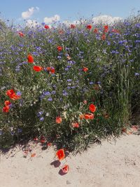 Red poppy flowers against sky