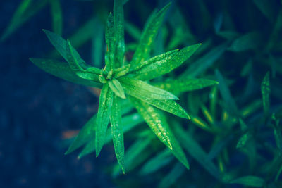 Beautiful fairy dreamy magic green leaves of asclepias tuberosa or butterfly weed flower 